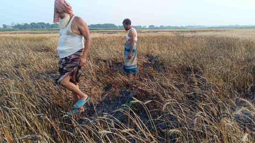 মেহেরপুরে পুড়ে গেছে ১০০ বিঘা জমির গম