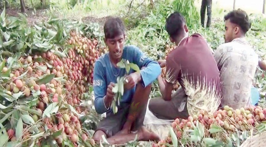 লিচুর গ্রাম পঙ্কবিলা