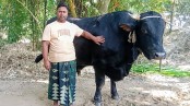‘কালু’ বিক্রি না হওয়ায় দুশ্চিন্তায় খামারি