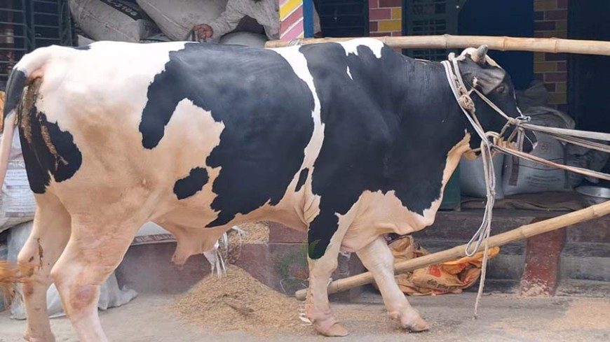 বাহুবলী কাঁপাবে কোরবানির বাজার