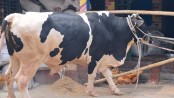 বাহুবলী কাঁপাবে কোরবানির বাজার