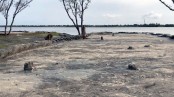 খোলপেটুয়ার তীরে ঠিকাদারের বালু, শেষ হয়ে যাচ্ছে কুনের বাগান