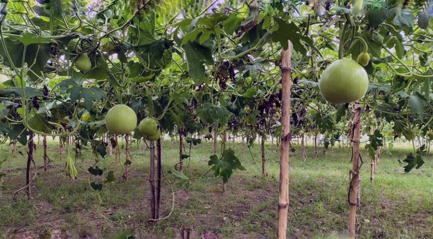 লাউ চাষে ঝুঁকছেন মেহেরপুরের চাষিরা, ভালো দামে সন্তুষ্টি