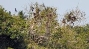 পাখির কলকাকলিতে মুখর হাড়িয়া আবাদ গ্রাম