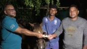 কলারোয়া