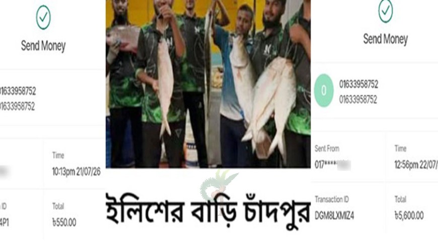 চাঁদপুরের ইলিশ: জোটেনি মাছ, টাকাও জলে