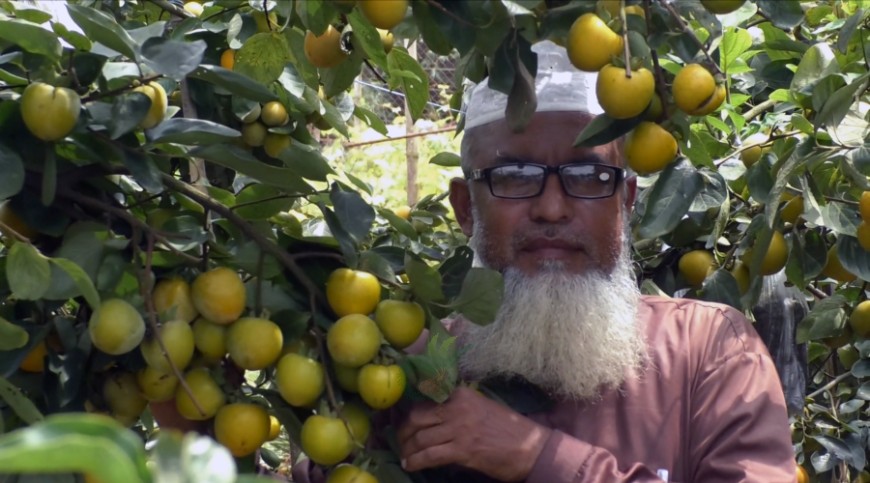 যশোরের মাটিতে জাপানি ফল পার্সিমন