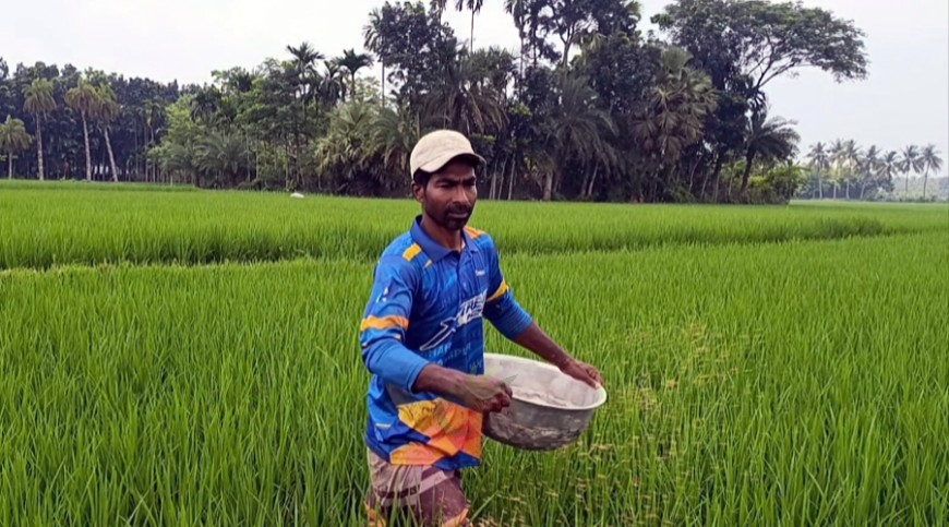 আমনের মাঠে স্বস্তি, দামে হতাশ কৃষক