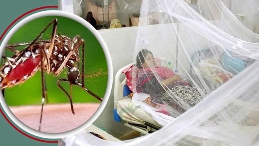 ডেঙ্গুতে ২৪ ঘণ্টায় ৮ জনের মৃত্যু, হাসপাতালে ভর্তির রেকর্ড