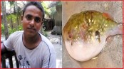 সাতক্ষীরায় পটকা মাছ খেয়ে গৃহকর্তার মৃত্যু, অসুস্থ ৪
