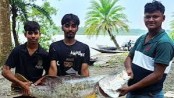 সুন্দরবনে জেলের জালে ২০ কেজির কোরাল, বিক্রি ৩৬ হাজারে