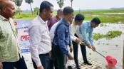 লোহাগড়ার জলাশয়ে মাছের পোনা অবমুক্ত